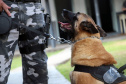  Cães do Bope se aposentam após 9 anos de atuação
