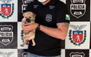 Polícia Civil investiga suspeita de vender cães como se fossem da raça Pug  