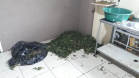 Laboratório para produção de maconha é descoberto pelo BOPE em chácara na RMC; cerca de 500 vasos com a planta são apreendidos