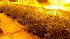 Laboratório para produção de maconha é descoberto pelo BOPE em chácara na RMC; cerca de 500 vasos com a planta são apreendidos