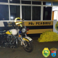 PRE apreende 20 quilos de skunk e 150 quilos de maconha no Interior do estado durante o fim de semana