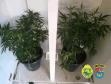 No Centro-Oeste do estado, PM localiza casa com estufas para cultivo de maconha