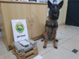 Com ajuda de cães, PM apreende mais de 38 toneladas de maconha