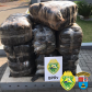  Mais de 150 quilos de maconha são apreendidos pelo BPRv no Oeste e Noroeste do estado 