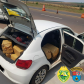 Policiamento em rodovias estaduais do Noroeste do estado resulta em mais de 325 quilos de drogas apreendidas no final de semana