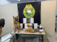 PM apreende 90 pés de maconha e mais de seis quilos prontos para a venda no Butiatuvinha, em Curitiba
