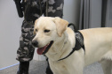 Polícia Científica e BOPE treinam cães de faro para encontrar novas drogas