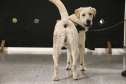 Polícia Científica e BOPE treinam cães de faro para encontrar novas drogas