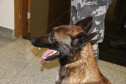 Polícia Científica e BOPE treinam cães de faro para encontrar novas drogas