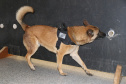 Polícia Científica e BOPE treinam cães de faro para encontrar novas drogas