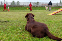  Bombeiros promovem certificação estadual de cães de busca e resgate