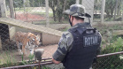 Polícia Ambiental presta apoio na remoção de tigre da Malásia e papagaios para o Zoológico de Curitiba