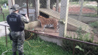 Polícia Ambiental presta apoio na remoção de tigre da Malásia e papagaios para o Zoológico de Curitiba