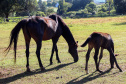Regimento de Polícia Montada (RPMon) inicia treinamento de nove potros nascidos na unidade