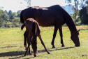 Regimento de Polícia Montada (RPMon) inicia treinamento de nove potros nascidos na unidade