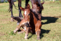Regimento de Polícia Montada (RPMon) inicia treinamento de nove potros nascidos na unidade