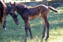 Regimento de Polícia Montada (RPMon) inicia treinamento de nove potros nascidos na unidade