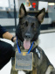 Cão da PCPR e seu condutor são homenageados por bom desempenho