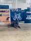 Cães da Polícia Penal são atração do Litoral Cidadão