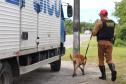 Cães da Polícia Rodoviária Estadual ajudam a garantir Carnaval mais seguro no Litoral