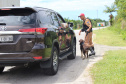 Cães da Polícia Rodoviária Estadual ajudam a garantir Carnaval mais seguro no Litoral