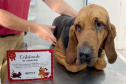  Ação do Corpo de Bombeiros incentiva doação de sangue canino para salvar vidas