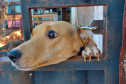Polícia Penal doa camas e roupas pet feitas por detentos a abrigo de animais em Cascavel