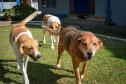  Cães de rua do Complexo Penitenciário de Piraquara são atendidos e vão à feira de adoção
