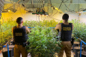 Polícia Militar encontra laboratório com 151 pés de maconha em Colombo