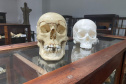 Réplica em 3D de crânio é a novidade no acervo do Museu de Ciências Forenses