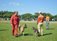 Com certificação nacional de duplas, Paraná amplia número de cães aptos para resgates