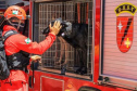 Paraná vai mandar novos bombeiros com cães de busca para o Rio Grande do Sul