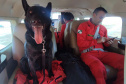 Paraná vai mandar novos bombeiros com cães de busca para o Rio Grande do Sul