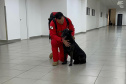 Cães e bombeiros do Paraná embarcam para o RS para ajudar em buscas por vítimas