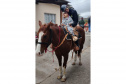 Terapia com cavalos da PMPR colabora na qualidade de vida de pessoas com deficiência