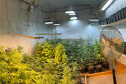  PMPR encontra nova estufa e apreensões passam de mil pés de maconha em Campina Grande do Sul