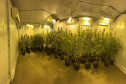  PMPR encontra nova estufa e apreensões passam de mil pés de maconha em Campina Grande do Sul