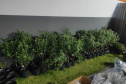 PMPR descobre estufas com 327 pés de maconha em Curitiba e apreende fuzil no Litoral