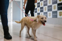 Policiais civis adotam cachorrinha que "pediu ajuda" para salvar os filhotes