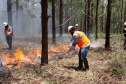 Governo do Paraná conclui capacitação de 540 brigadistas florestais em 100 municípios