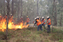 Governo do Paraná conclui capacitação de 540 brigadistas florestais em 100 municípios