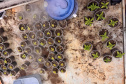 PCPR desmonta esquema para produção de maconha em Piraquara