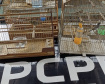 PCPR apreende seis pássaros silvestres em extinção em Antonina