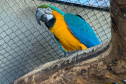 PCPR resgata araras e papagaios vítimas do tráfico de animais em Curitiba