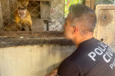 PCPR resgata macaco-prego que viveu 31 anos preso em uma gaiola em Colombo