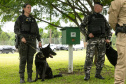 Governo do Paraná vai comprar 93 cães para reforçar atividades policiais e de salvamento