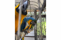 PCPR resgata araras e papagaios vítimas do tráfico de animais em Curitiba
