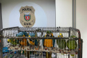 PCPR resgata araras e papagaios vítimas do tráfico de animais em Curitiba