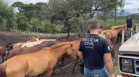 PCPR prende homem por maus tratos e resgata mais de 40 cavalos em Piraquara