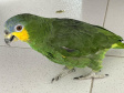 PCPR resgata papagaio vítima do tráfico de animais em Matinhos